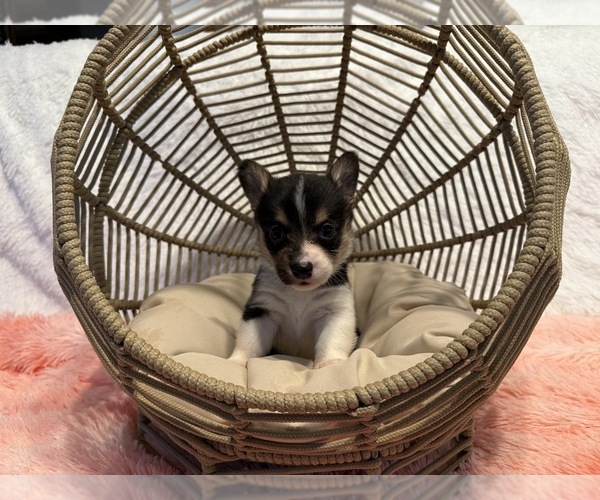 Medium Photo #1 American Corgi Puppy For Sale in CANAL WINCHESTER, OH, USA