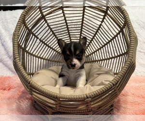 Medium American Corgi