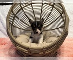 Puppy Flower American Corgi