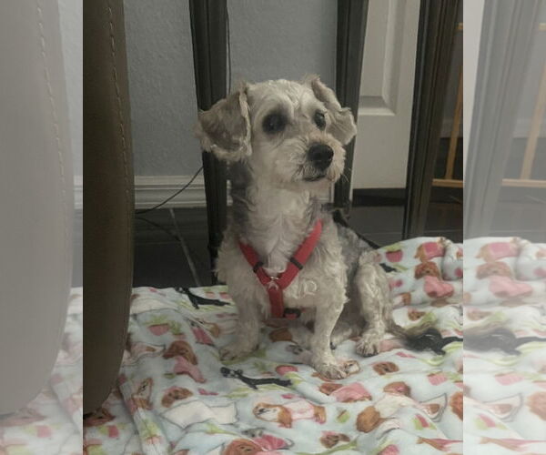 Medium Photo #7 Poodle (Miniature)-Unknown Mix Puppy For Sale in Arcadia, FL, USA