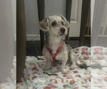 Small #6 Havanese Mix
