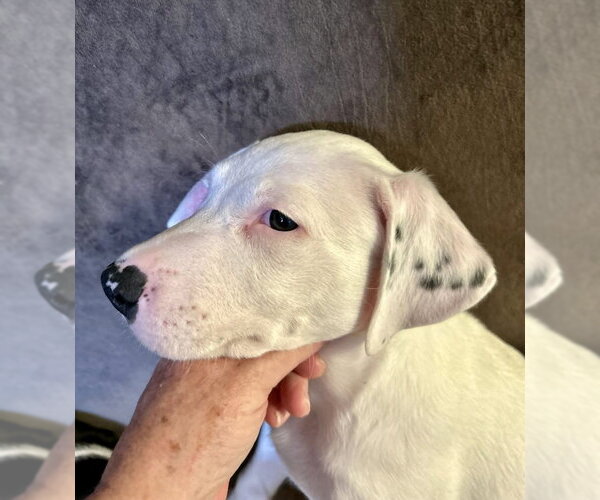 Medium Photo #12 Border Collie-Unknown Mix Puppy For Sale in Mesa, AZ, USA