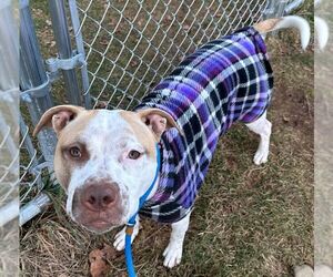Sandy NJ - Female American Staffordshire Terrier-Unknown Mix Dog for Adoption - Photo #5