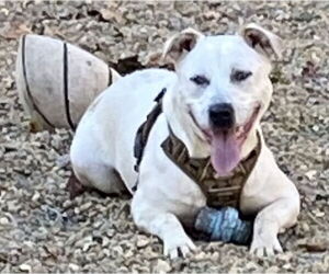 Sinatra - Male American Bulldog Dog for Adoption - Photo #8