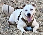 Small #7 American Bulldog