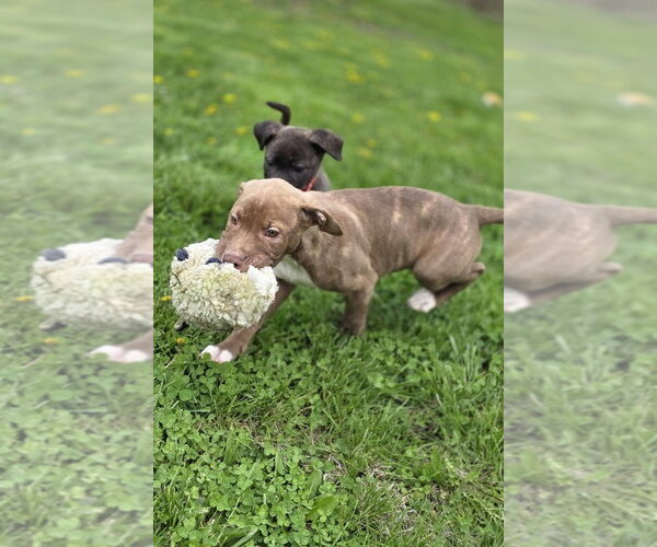 Medium Photo #3 Bogle Puppy For Sale in Aurora, IN, USA