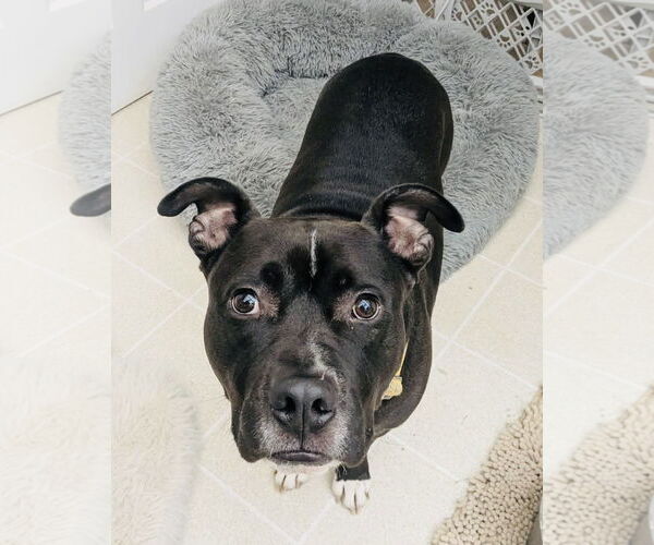 Medium Photo #1 Staffordshire Bull Terrier-Unknown Mix Puppy For Sale in Germantown, OH, USA