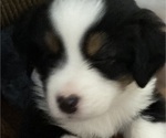 Small Photo #2 Miniature Australian Shepherd Puppy For Sale in PLACERVILLE, CA, USA