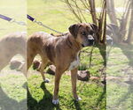 Small #3 Catahoula Leopard Dog Mix