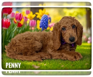 Goldendoodle (Miniature) Puppy for sale in ORANGE PARK, FL, USA