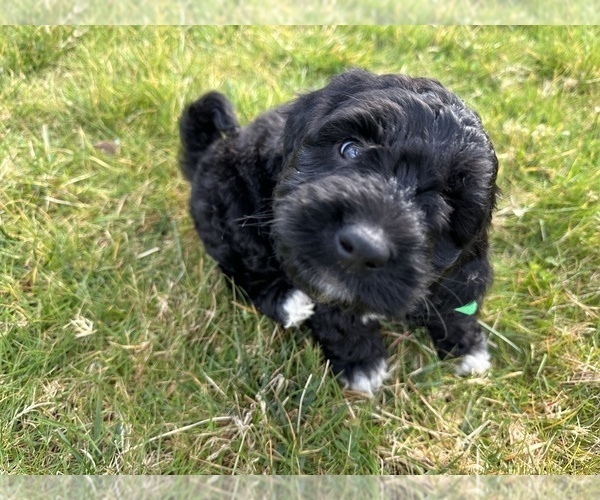 Medium Photo #32 Aussiedoodle Puppy For Sale in BREMERTON, WA, USA