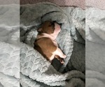 Small Photo #2 Bulldog Puppy For Sale in OAK RIDGE N, TX, USA