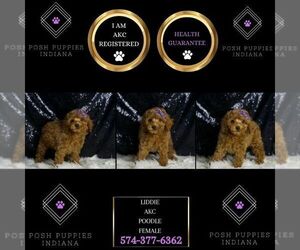 Poodle (Toy) Puppy for sale in WARSAW, IN, USA