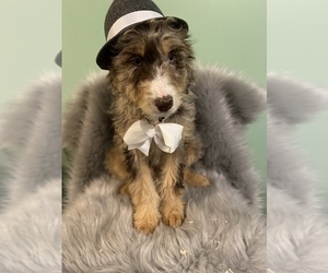 Aussiedoodle Puppy for sale in BEECH GROVE, IN, USA