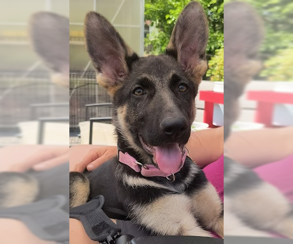 Medium Photo #6 German Shepherd Dog Puppy For Sale in Kansas City, MO, USA