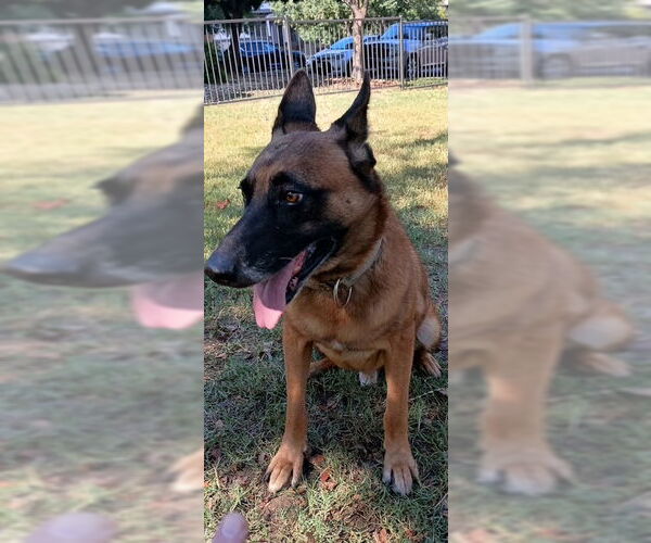 Medium Photo #8 Mutt Puppy For Sale in Stevens Point, WI, USA