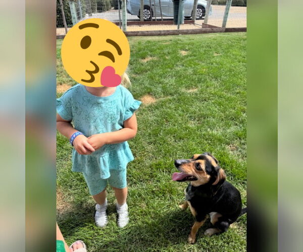 Medium Photo #3 Beagle Puppy For Sale in Apple Valley, CA, USA