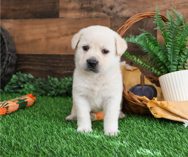 Medium Photo #1 Labrador Retriever Puppy For Sale in SYRACUSE, IN, USA