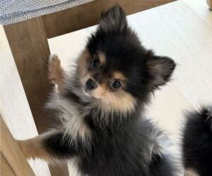 Chiranian Puppy for sale in ROSEVILLE, CA, USA