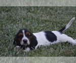 Small Photo #72 Basset Hound Puppy For Sale in MEMPHIS, MO, USA
