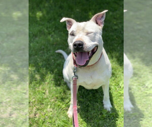 Medium Photo #3 Mutt Puppy For Sale in Elmsford, NY, USA