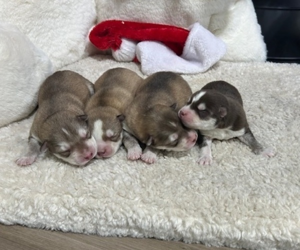 Medium Photo #1 Siberian Husky Puppy For Sale in PEYTON, CO, USA