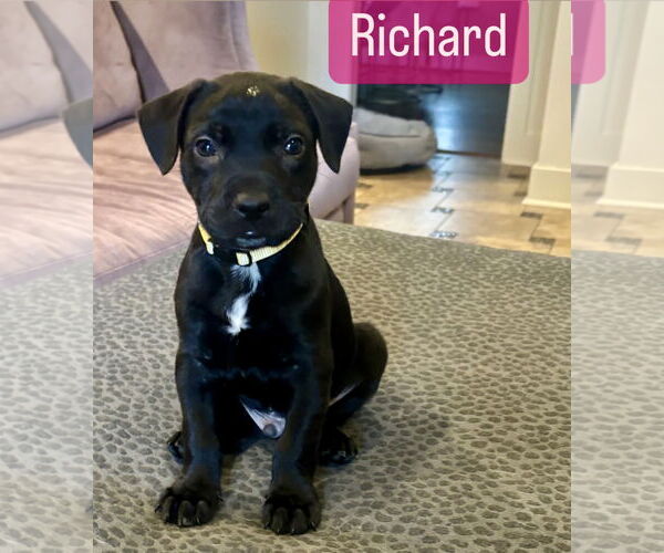 Medium Photo #6 Labrador Retriever-Unknown Mix Puppy For Sale in Houston, TX, USA