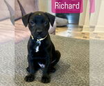 Small #5 Labrador Retriever Mix