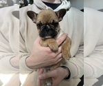 Small Photo #2 French Bulldog Puppy For Sale in VACAVILLE, CA, USA