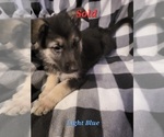 Small Photo #11 German Shepherd Dog Puppy For Sale in HARRISONVILLE, MO, USA