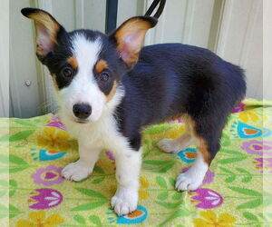 Pembroke Welsh Corgi Dogs for adoption in Mountain View, MO, USA