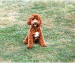 Illius - Male Cavapoo (Miniature) Puppy for Sale - Photo #4