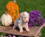 Small #6 Poodle (Toy)