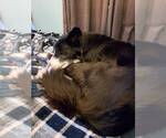 Small #9 Border Collie