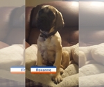 Puppy 5 Mastiff