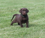 Small Photo #5 Labrador Retriever Puppy For Sale in MANSFIELD, MO, USA