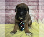 Small #2 Border Collie Mix