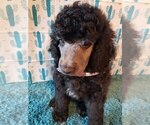 Small Photo #10 Poodle (Standard) Puppy For Sale in EDGEWOOD, NM, USA