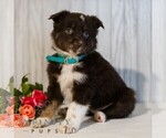Small #4 Miniature Australian Shepherd