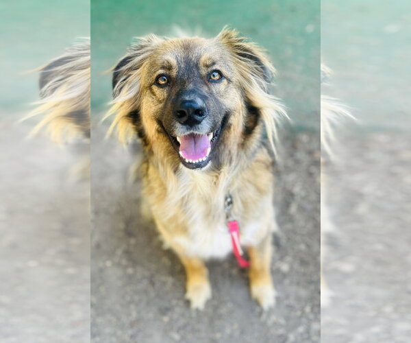 Medium Photo #1 Mutt Puppy For Sale in Clarkesville, GA, USA