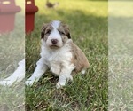 Puppy 2 Aussiedoodle Miniature -Poodle (Miniature) Mix