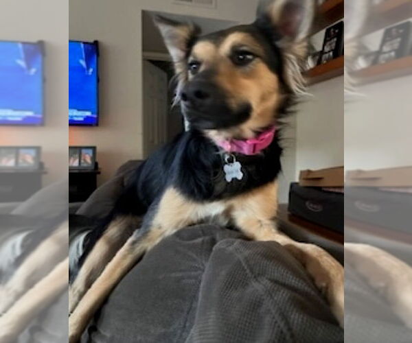 Medium Photo #2 Mutt Puppy For Sale in Dana Point, CA, USA