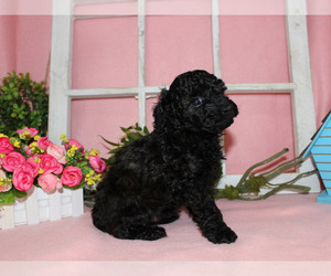 Medium Poodle (Toy)