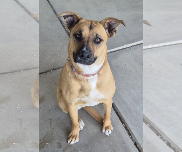 Medium Photo #4 Boxer-German Shepherd Dog Mix Puppy For Sale in Phelan, CA, USA