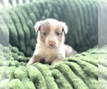 Small #2 Australian Shepherd