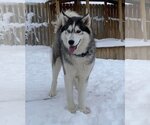Small Photo #5 Siberian Husky Puppy For Sale in Coralville, IA, USA