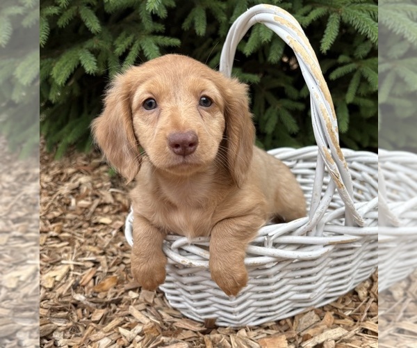 Medium Photo #3 Dachshund Puppy For Sale in MIDDLEBURY, IN, USA