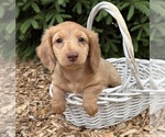 Small #2 Dachshund