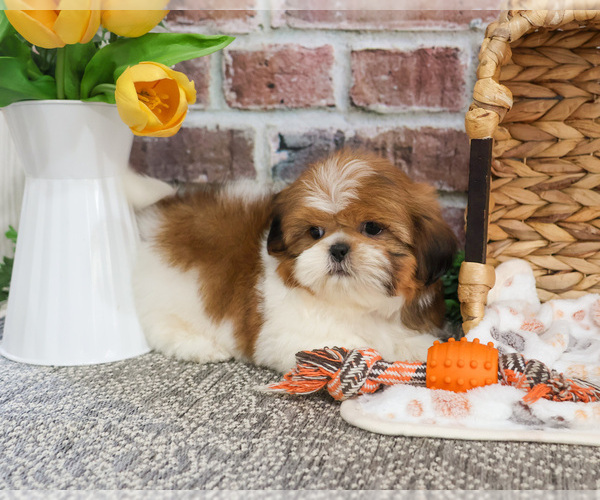 Medium Photo #7 Shih Tzu Puppy For Sale in SYRACUSE, IN, USA