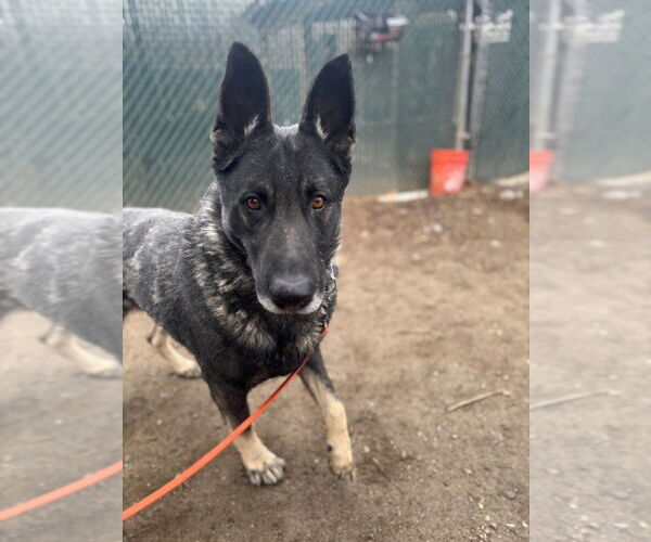 Medium Photo #3 German Shepherd Dog Puppy For Sale in Brewster, NY, USA